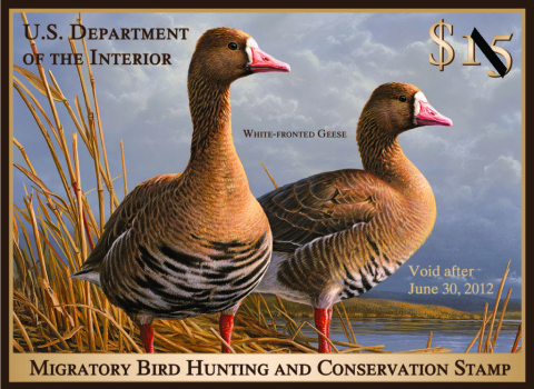 Image of the 2011 Federal Duck Stamp