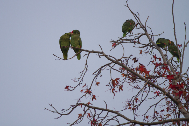 Parrots in South Pasadena
