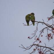 Parrots in South Pasadena