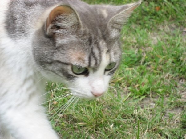 Some families can no longer afford their pets.