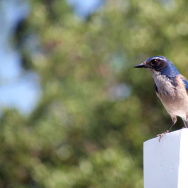 western scrub jay