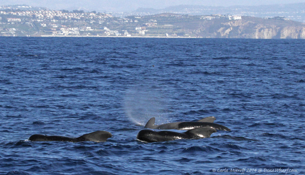 rare-marine-life-visited-southern-california-in-record-numbers-in-2014