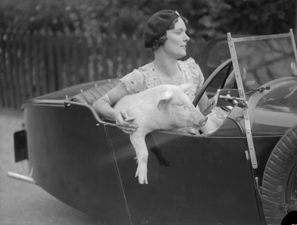 September 1934: Mrs C Wylds behind the wheel with her pet pig at Terling in Essex.