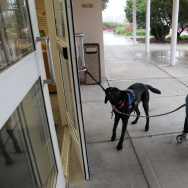 Service Dogs Aid War Veterans Upon Return To U.S.