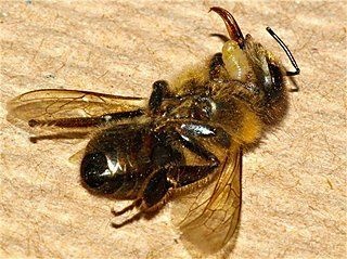 In this photo provided by San Francisco State University, the larvae of an Apocephalus borealis fly emerges from the dead body of a host honey bee. The A. borealis fly is suspected of contributing to the decrease in the honey bee population.