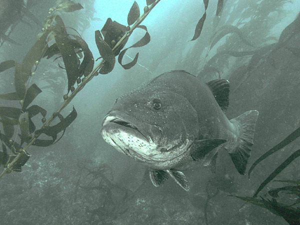 Giant sea bass