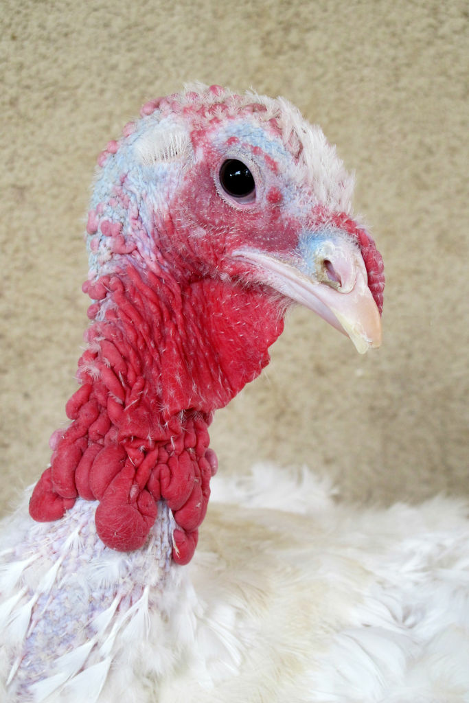 A portrait of "Gable," one of the adoptable turkeys living at the Farm Sanctuary in Acton, CA.