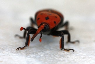 Close up of the red palm weevil.
