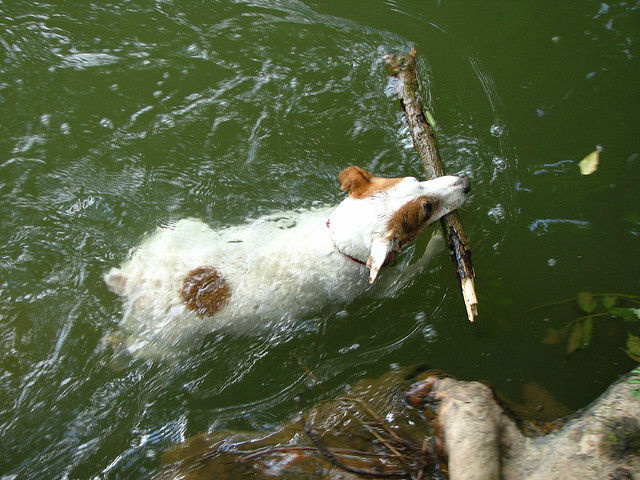 A puppy jumps in the water to fetch a stick, keeping cool while playing. How do you beat the heat?