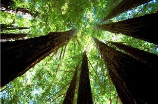 "Redwood cathedral" at Big Basin State Park in California