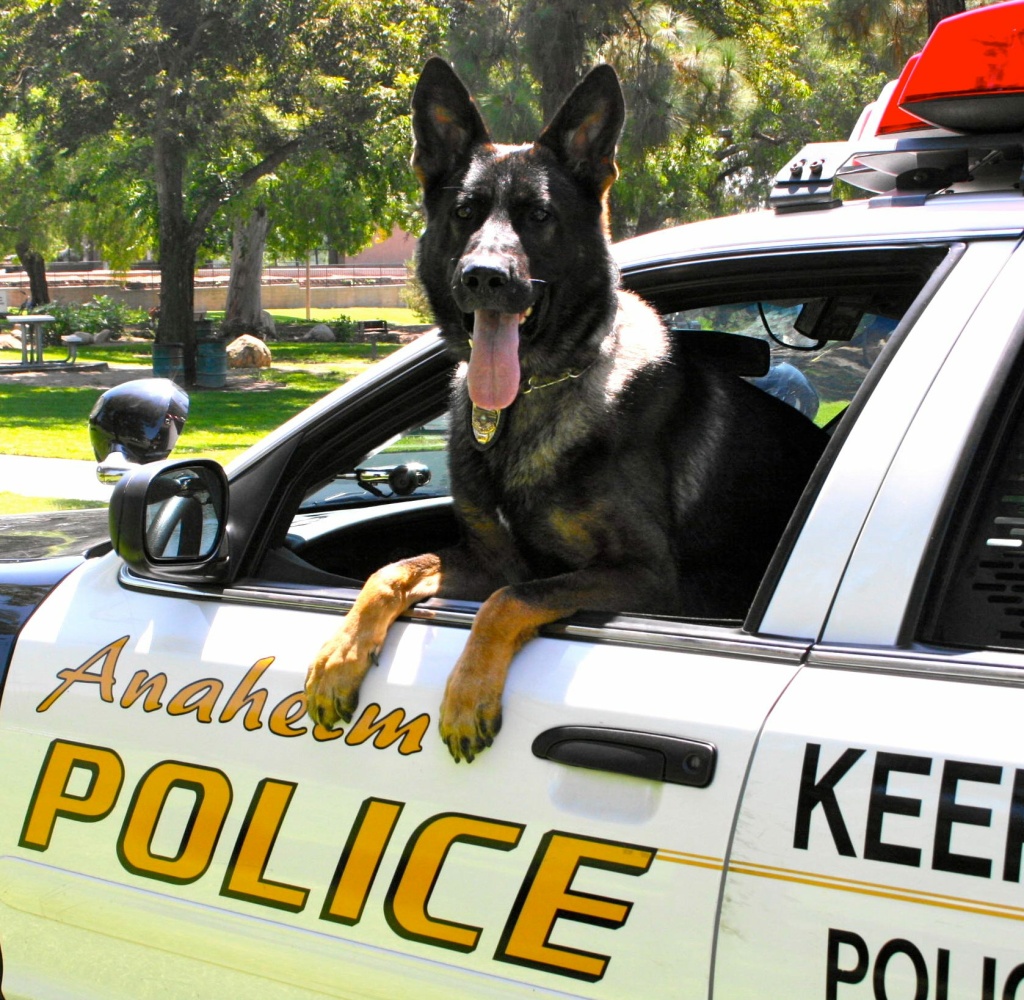 Officer And His Service Dog Officer And His Service Dog