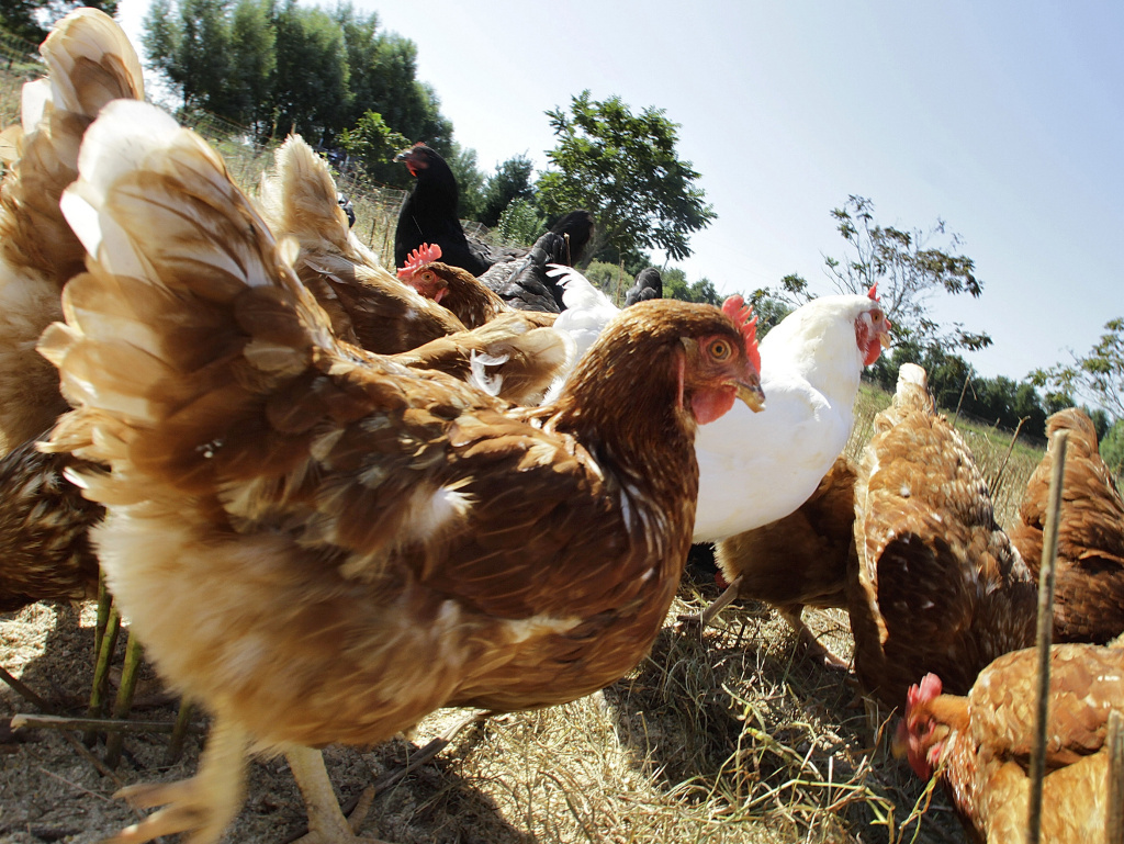 Free-range chickens feed in a pasture on an organic farm in Illinois.