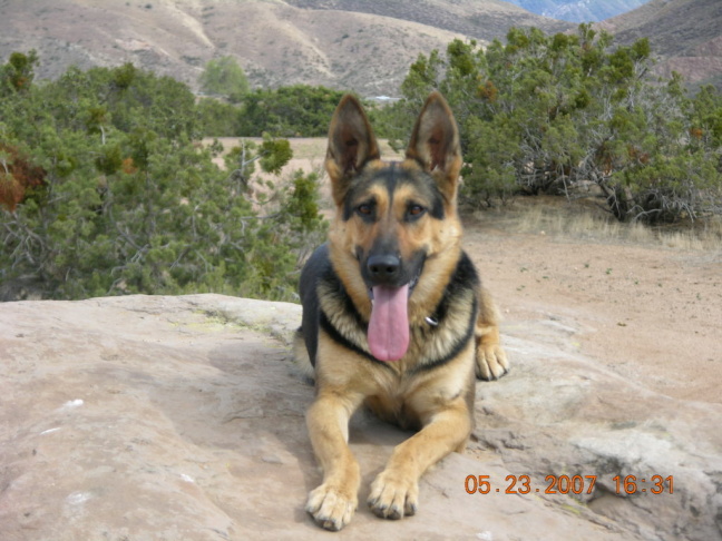 Indiana Bones