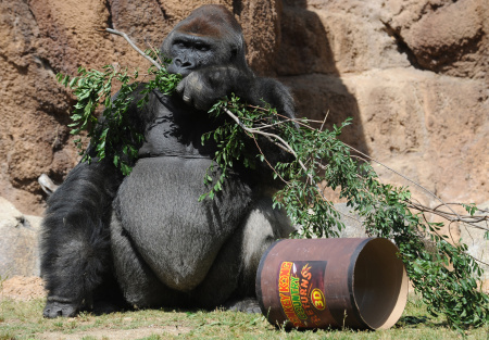 Donkey Kong Zoo