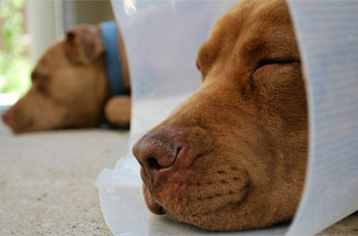 Fixing Fido could cost even more than you think.