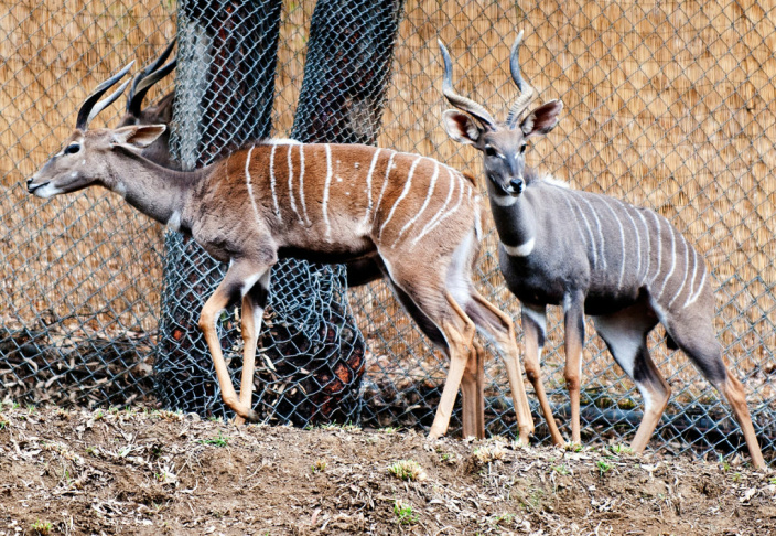LA Zoo New Animals - 3
