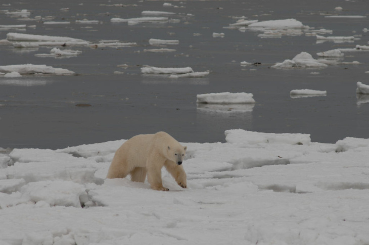 Polar Bears