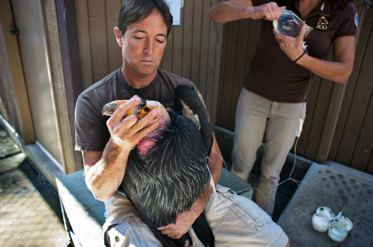California Condor Lead Poisoning