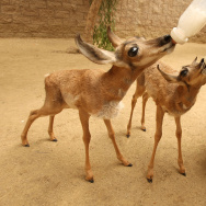 LA Zoo Celebrates New Births, Including Rare Peninsular Pronghorns