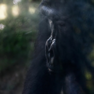 Zoobiquity - 1