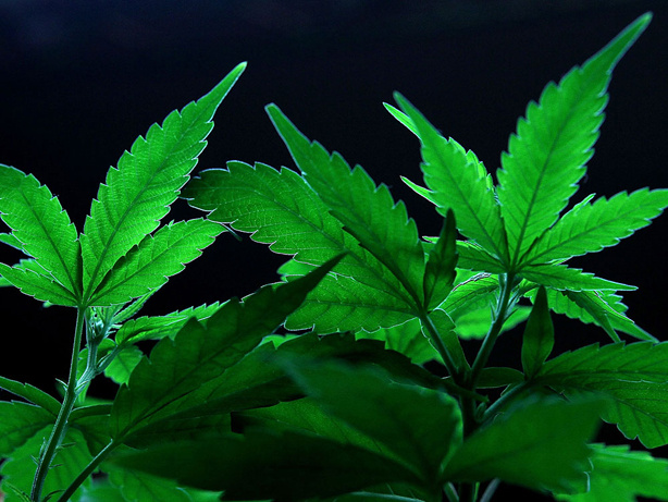 Marijuana in California costs much less than $2,000 a pound, according to interviews with more than a dozen growers and dealers. But the people who don't have quality product aren't selling it, according to a former underground grower who now cultivates medical marijuana.