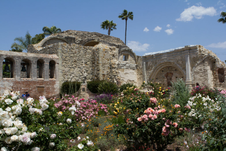 Capistrano Swallows