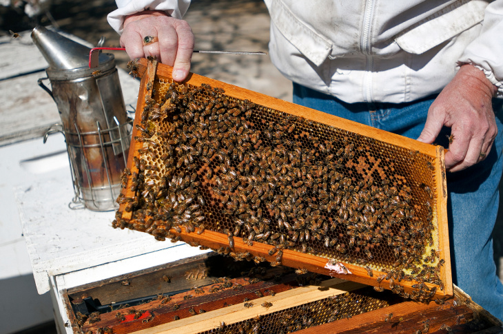 New report on health of honeybees