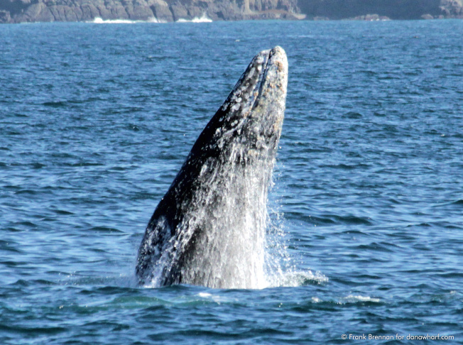 FESTIVAL OF WHALES 