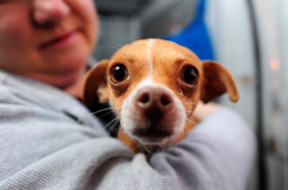 A handler holds one of 58 homeless Chihuahuas and small mixed breed dogs from Los Angeles which are being flown to Edmonton, Canada for adoption as part of the Society for the Prevention of Cruelty to Animals Los Angeles (spcaLA) 'Air Chihuahua program,' at an airport in Long Beach, California February 11, 2011.