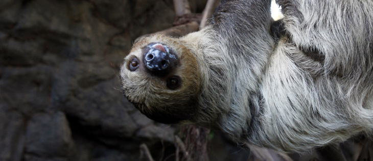 A toe sloth "Bimba", who gave birth to t