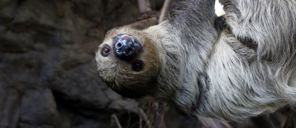 A toe sloth 