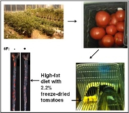 tomatoes