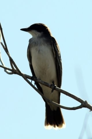 Eastern Kingbird
