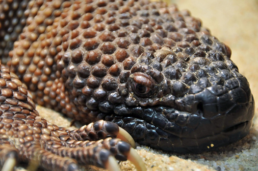GILA MONSTER