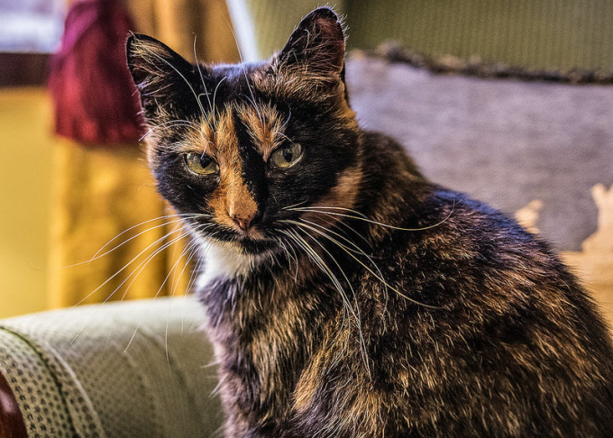 Tortoiseshell cat