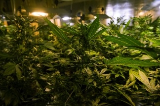 Proposition 19 would legalize the consumption of marijuana by those 21 and older as long as they were in a non-public place such as a home or in a place that held a license for on-site consumption.