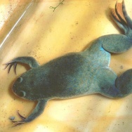 African clawed frog