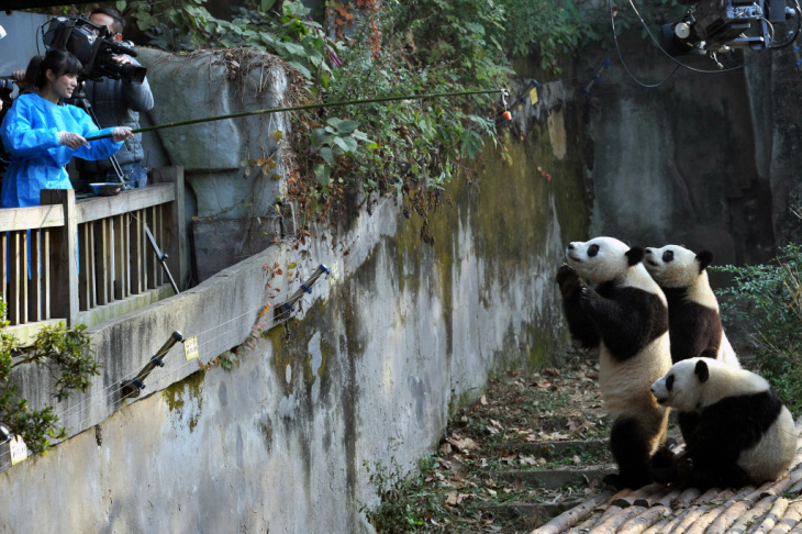 CHINA-NATURE-PANDA