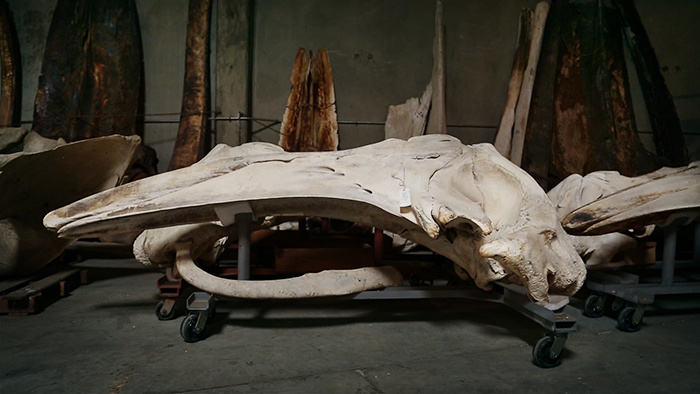 The Whale Warehouse