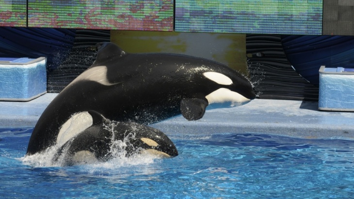 Two killer whales fly out of the water during a show at SeaWorld Orlando's Shamu Stadium in 2010.