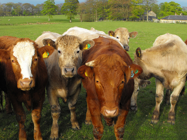 cattle