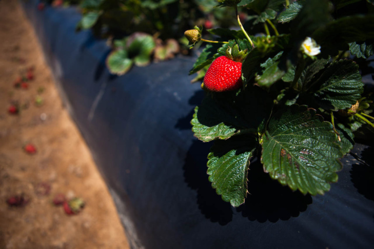 Walmart Strawberry Supply Chain