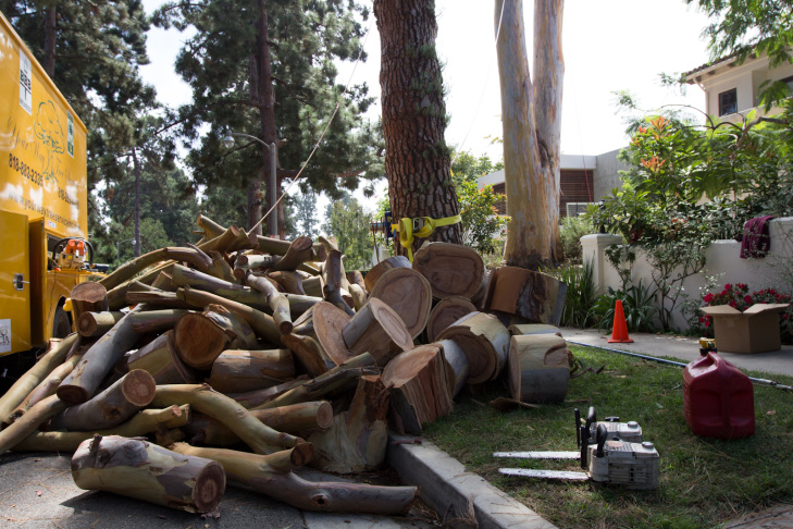 Eucalyptus Tree - 8
