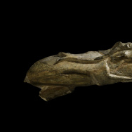 Swimming reindeer, Montastruc, France, 13,000 years old