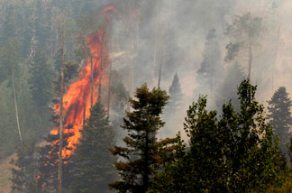 A tree burns during the Las Conchas fire near Los Alamos, N.M., Wednesday, June 29, 2011.