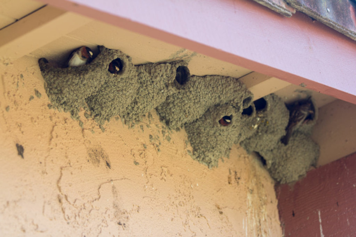 Capistrano Swallows