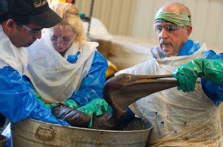 Veterinarians clean an oil covered brown pelican found off the Louisiana coast and affected by the BP Deepwater Horizon oil spill at the Fort Jackson Oiled Wildlife Rehabilitation Center in Buras, Louisiana