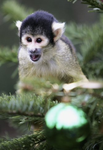 London Zoo Monkeys Receive Christmas Gifts