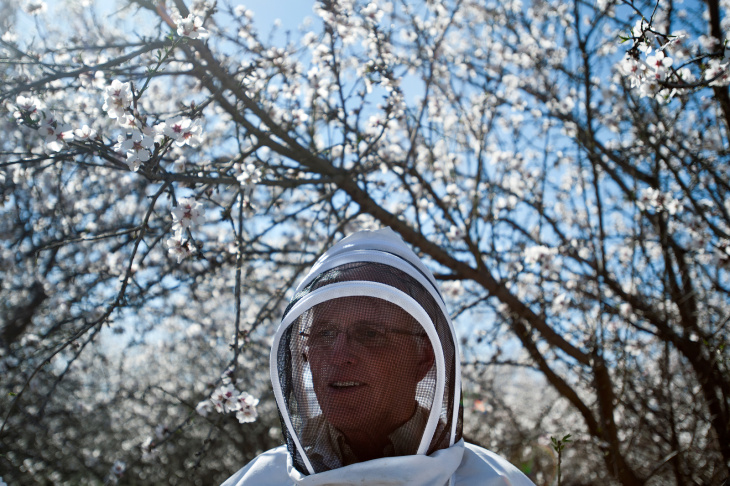 Almond Farm Bees - 6