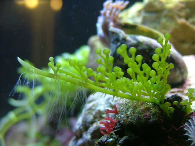 California's got nine species of Caulerpa designated enemies of the state: marine invasives likely brought into coastal waters by the aquarium trade.